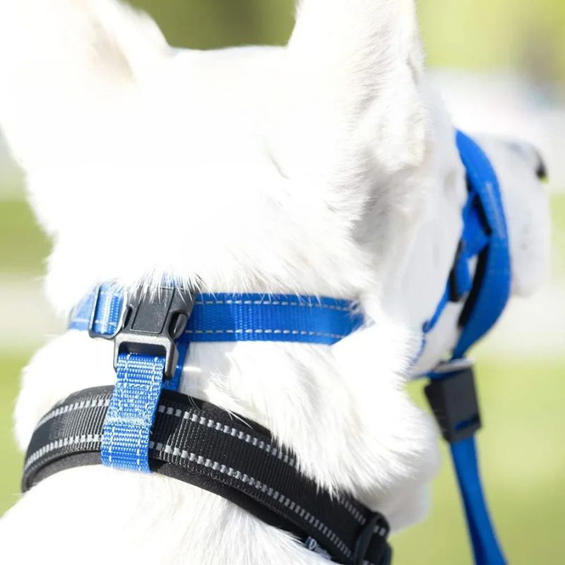 chien-blanc-vue-de-dernière-museliere-pour-chien-dehors