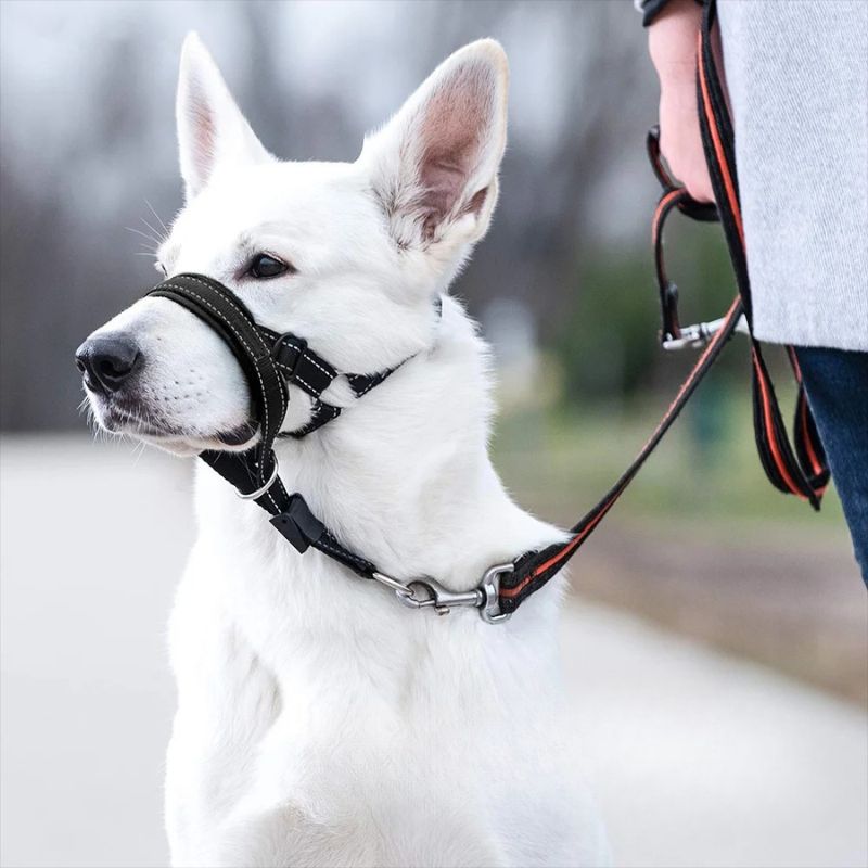 chien-blanc-museliere-pour-chien-noir
