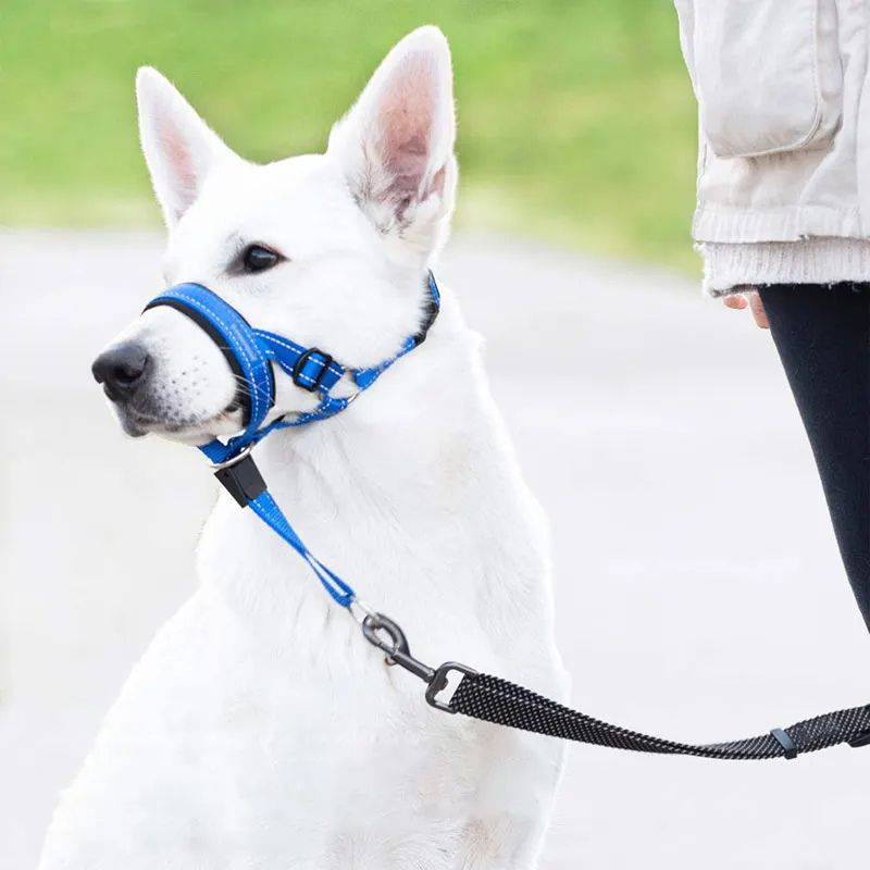 chien-blanc-museliere-pour-chien-en-promenade