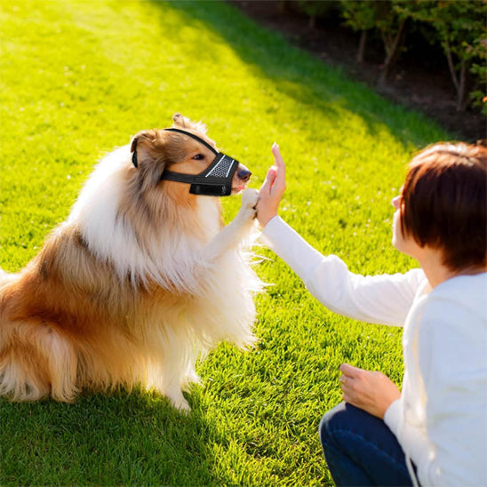 Chien allongé sur un canapé avec une muselière pour chien légère et ajustable