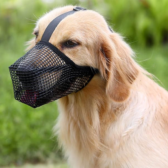 Golden Retriever avec une muselière pour chien en maille noire respirante