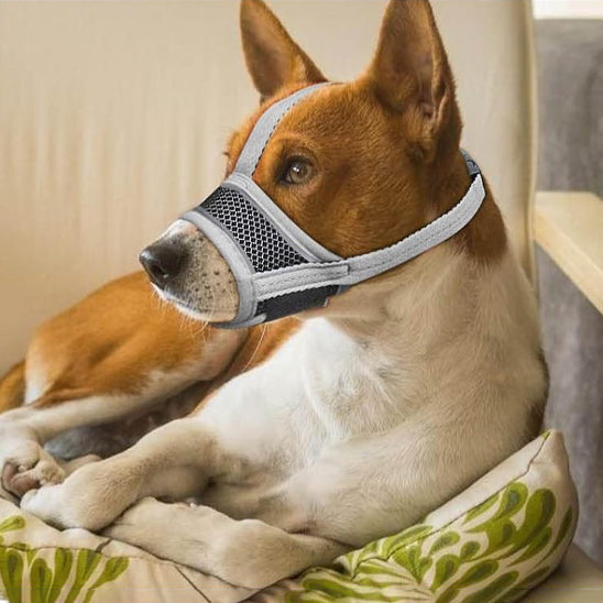 Chien assis à la maison portant une muselière pour chien en tissu noir respirant