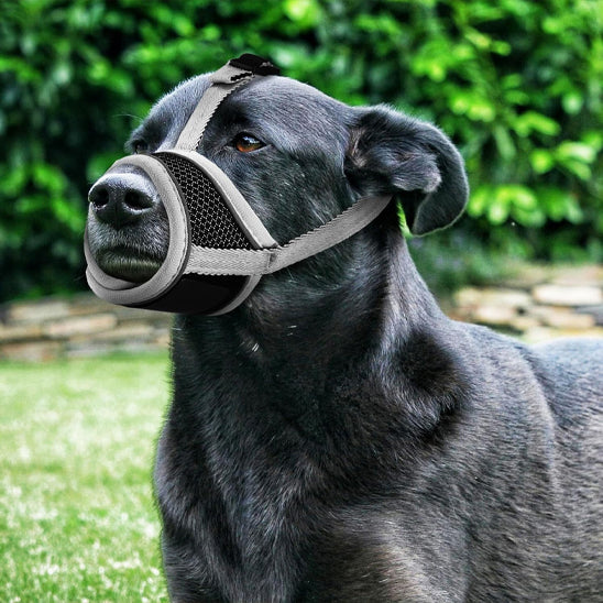 Grand chien noir portant une muselière pour chien respirante en extérieur