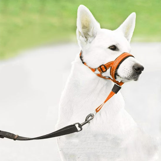 Muselière pour chien orange ajustée sur berger blanc en laisse