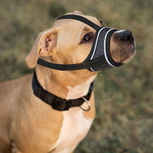 Chien beige de type pitbull portant une muselière pour chien solide et confortable