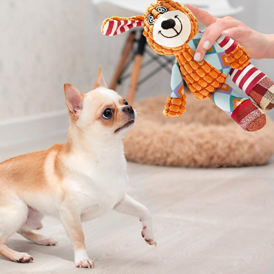 Petit chihuahua intéressé par une peluche pour chien en forme de lapin coloré