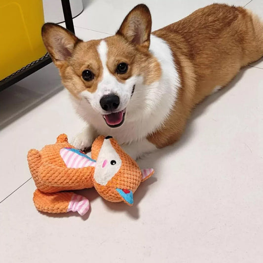 Corgi jouant au sol avec une peluche pour chien renard orange