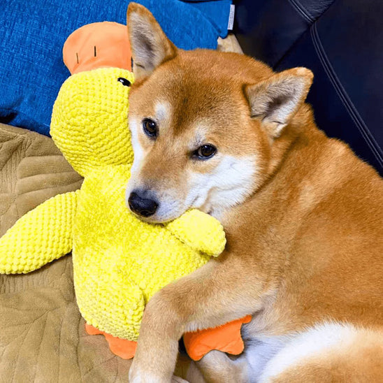 Shiba Inu allongé et câlinant une peluche pour chien en forme de canard jaune