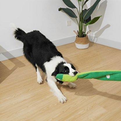 border collie avec sa peluche pour chien