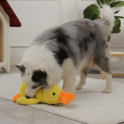 berger australien qui joue avec sa peluche pour chien canard jaune