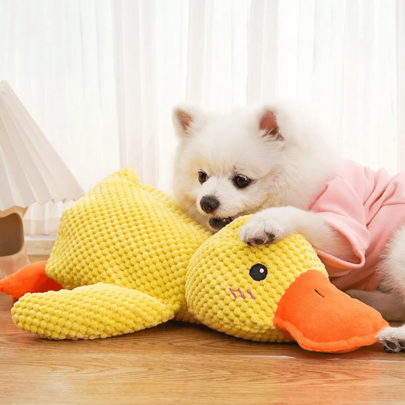 petit chien pomeranien coucher sur une peluche pour chien en forme de canard jaune