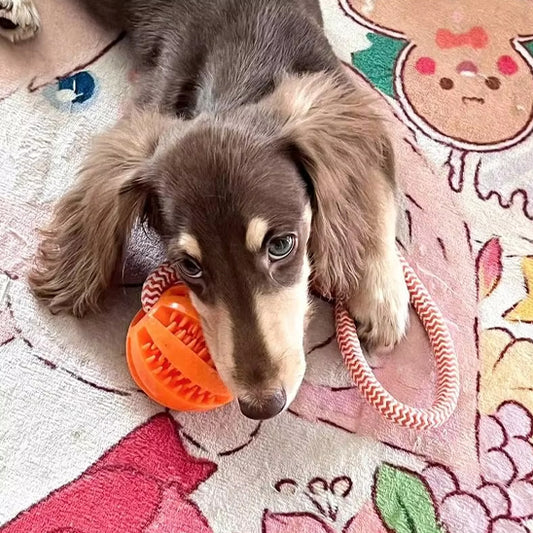 petit-chien-jouet-indestructible-chien-corde-balle