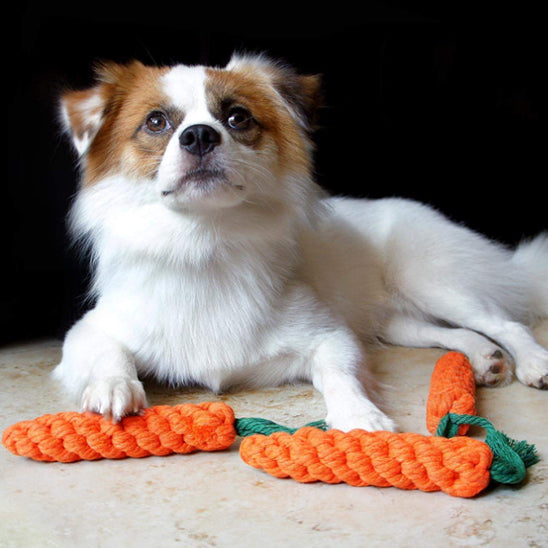 petit-mix-jouet-indestructible-chien-carottes-sol