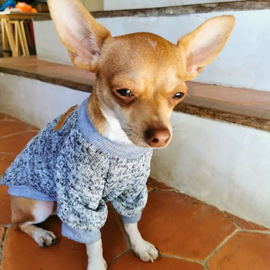 chihuahua marron dans des escaliers avec son pull pour chien gris