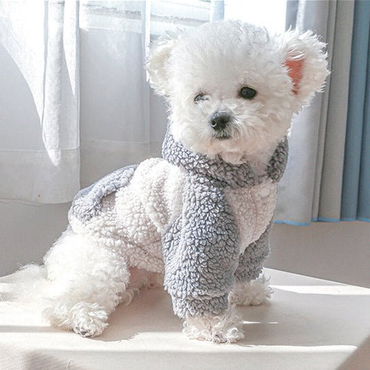 bichon-frise-devant-la-fenetre-avec-son-pull-pour-chien-gris-et-blanc
