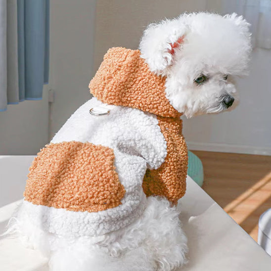 Petit chien blanc en pull pour chien orange et blanc assis près de la fenêtre