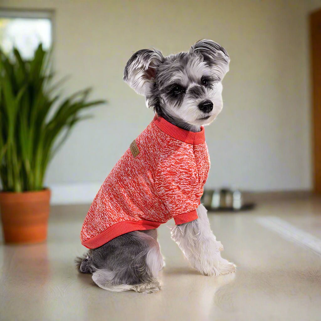 Petit-Chien-Gris-Avec-Son-Pull-Pour-Chien-Rouge