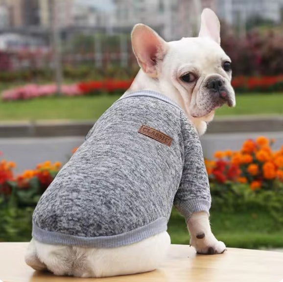 bouledogue-francais-en-pull-pour-chien-gris-pres-de-fleurs