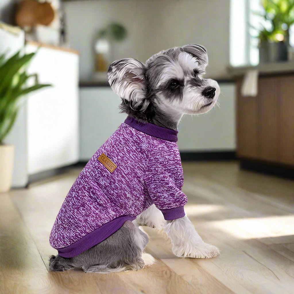 Petit-Chien-Gris-Avec-Son-Pull-Pour-Chien-Mauve