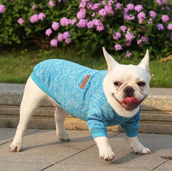 bouledogue-francais-en-pull-pour-chien-bleu-pres-de-fleurs-violettes