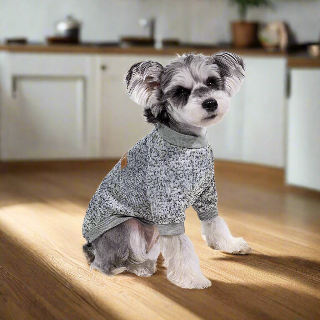 Petit-Chien-Gris-Avec-Son-Pull-Pour-Chien-Gris