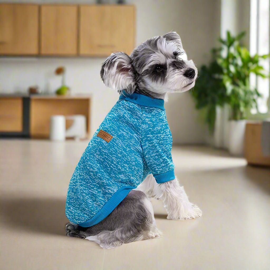 Petit-Chien-Gris-Avec-Son-Pull-Pour-Chien-Bleu