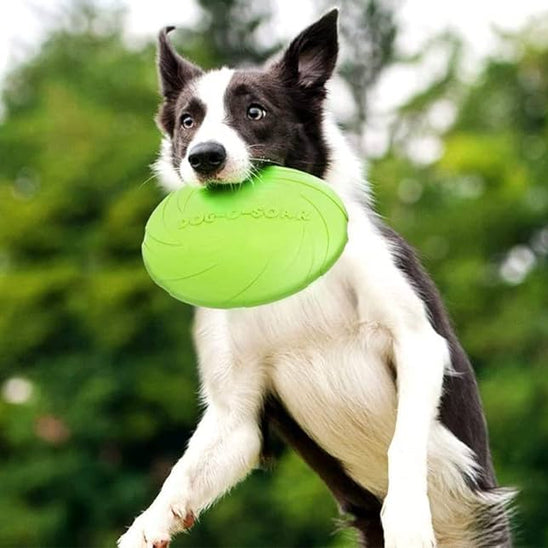 Border Collie attrapant en plein saut un frisbee chien vert