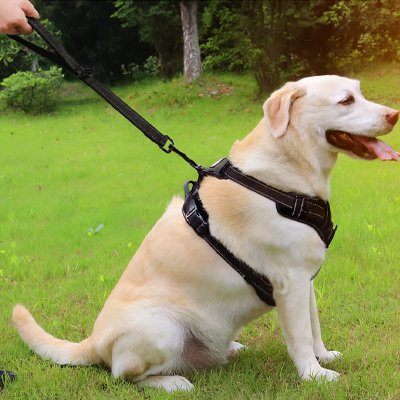 Laisse pour chien en corde avec éléments réfléchissants