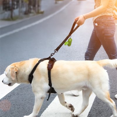 Labrador en promenade en ville avec sa laisse pour chien en corde résistante