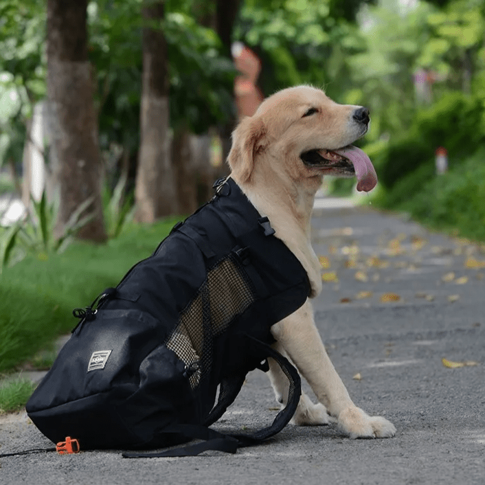 Golden retriever assis dehors dans son sac à dos chien