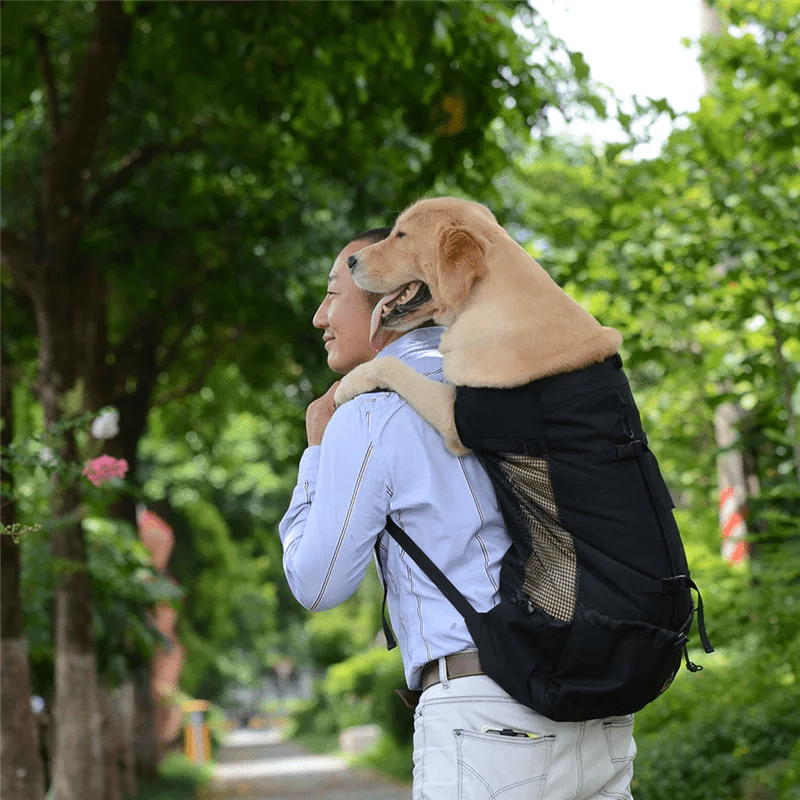 Golden retriever en promenade dans son sac à dos chien