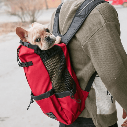 frenchy en promenade dans son sac à dos chien rouge