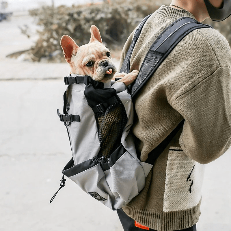 frenchy en promenade dans son sac à dos chien