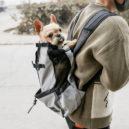 frenchy en promenade dans son sac à dos chien