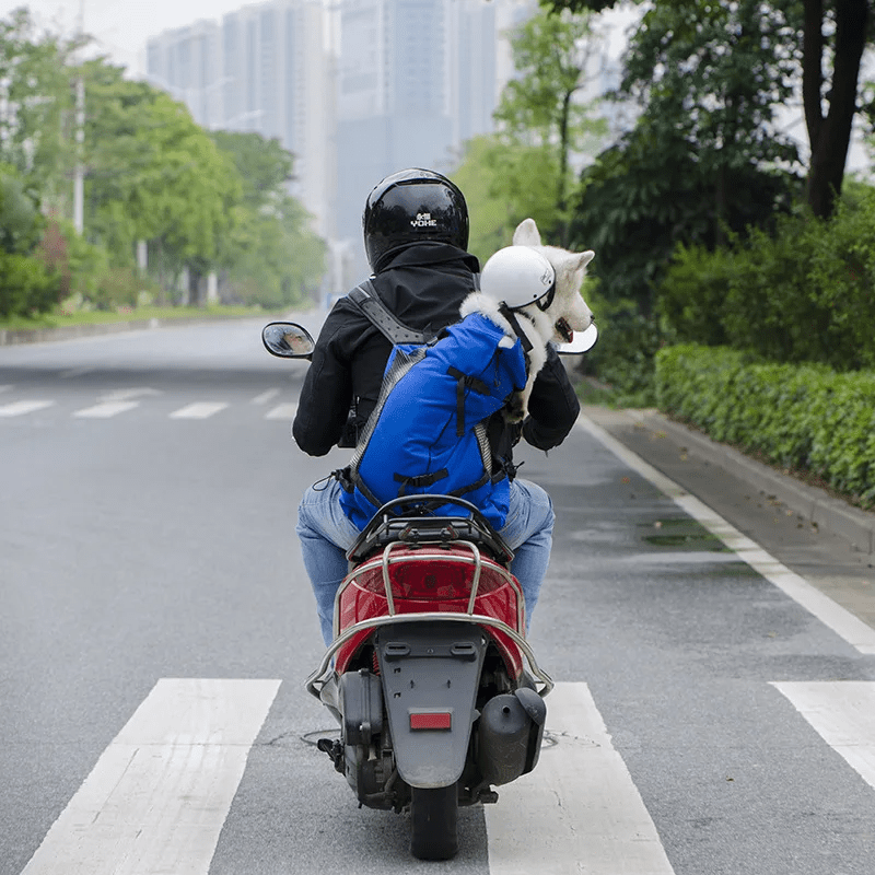 chien blanc sur une moto avec son maitre dans son sac à dos chien