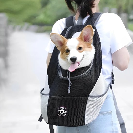 Corgi et son maitre en promenade dans son sac à dos pour chien