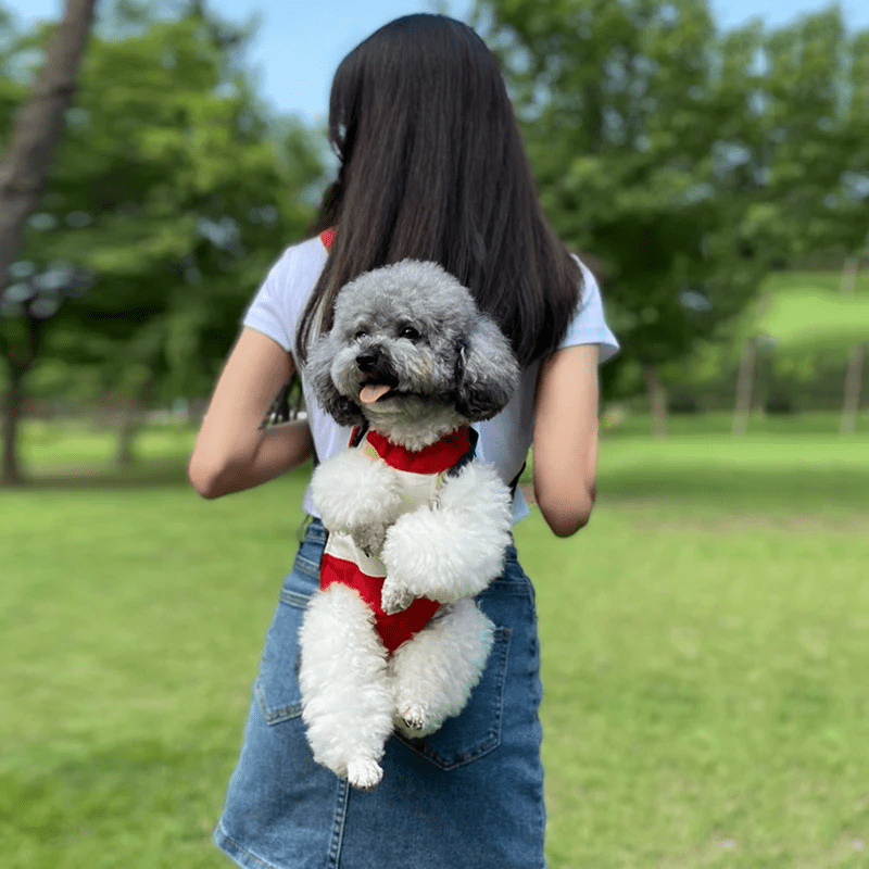 chien blanc et gris dehors dans son sac de transport chien avec son maitre