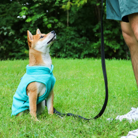 shiba-inu-en-promenade-avec-manteau-chien-bleu