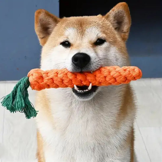 shiba-inu-jouet-indestructible-chien-carotte-en-gueule