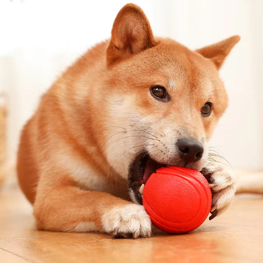 shiba-inu-jouet-indestructible-chien-orange-mordille