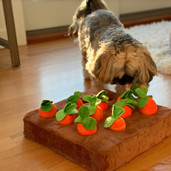 shih-tzu-tapis-de-fouille-chien
