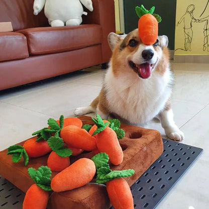 corgi assis avec son tapis de fouille chien et ses carottes