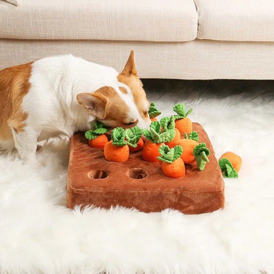 corgi-qui-joue-avec-son-tapis-de-fouille-chien-dans-son-salon