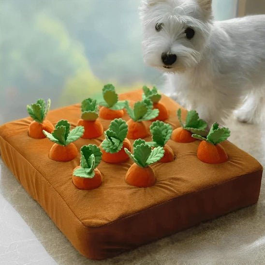 petit chien blanc avec son tapis de fouille chien et ses carottes