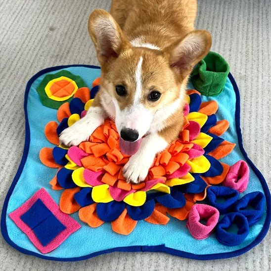 corgi-langue-sortie-coucher-sur-tapis-de-fouille-chien-bleu