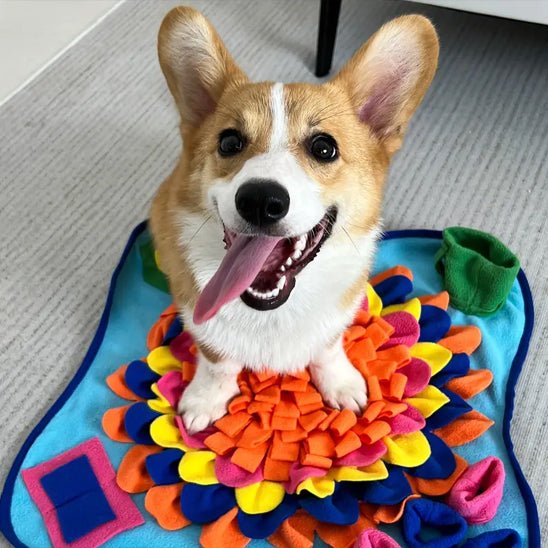 corgi-langue-sortie-assis-sur-tapis-de-fouille-chien