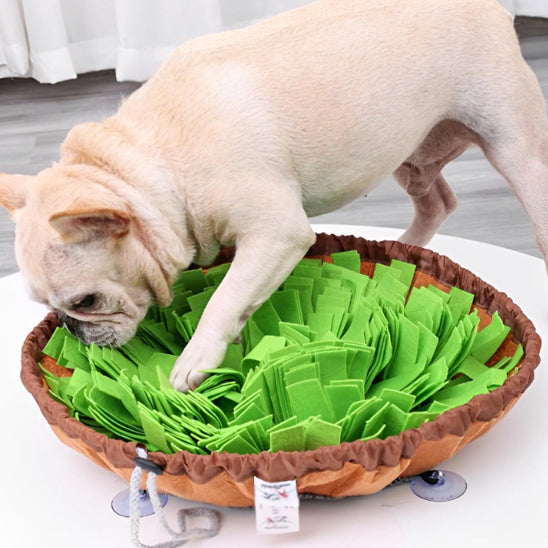 Bouledogue français beige cherchant des croquettes dans un tapis de fouille chien