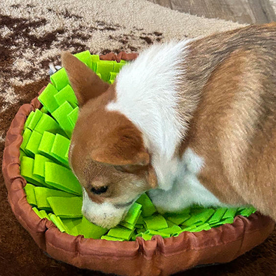 Corgi reniflant un tapis de fouille chien rond rempli de friandises