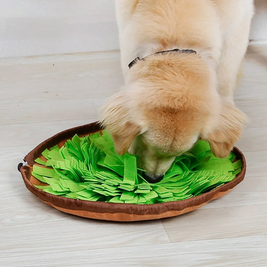 Golden Retriever cherchant des friandises sur un tapis de fouille chien vert