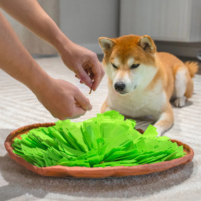 Shiba Inu couché devant un tapis de fouille chien pendant qu’une friandise est cachée